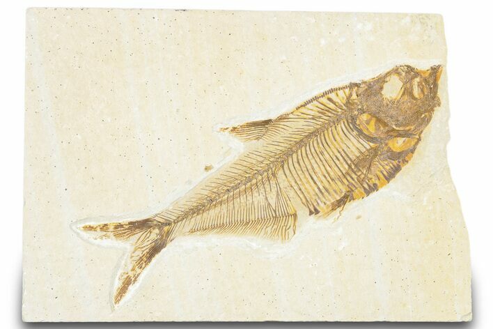 Detailed Fossil Fish (Diplomystus) - Wyoming #320252